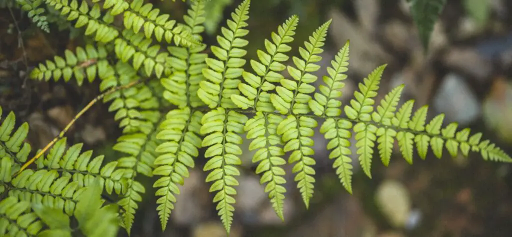 Fern