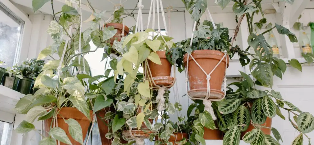 Macrame Plant Hangers