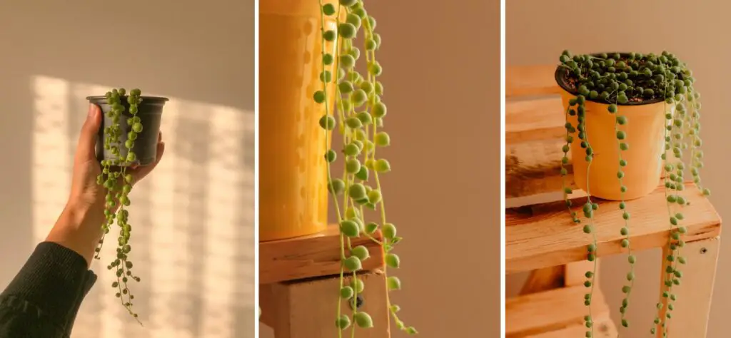 String of Pearls Plant