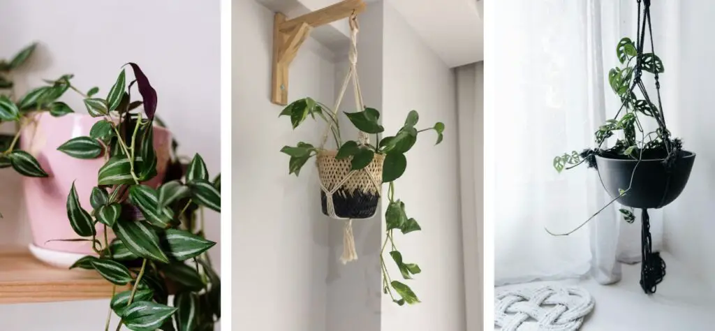 What plants should I put in my macrame plant hanger